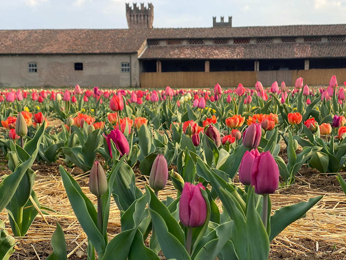 Al Castello di Malpaga il mercatino agricolo e la raccolta dei tulipani