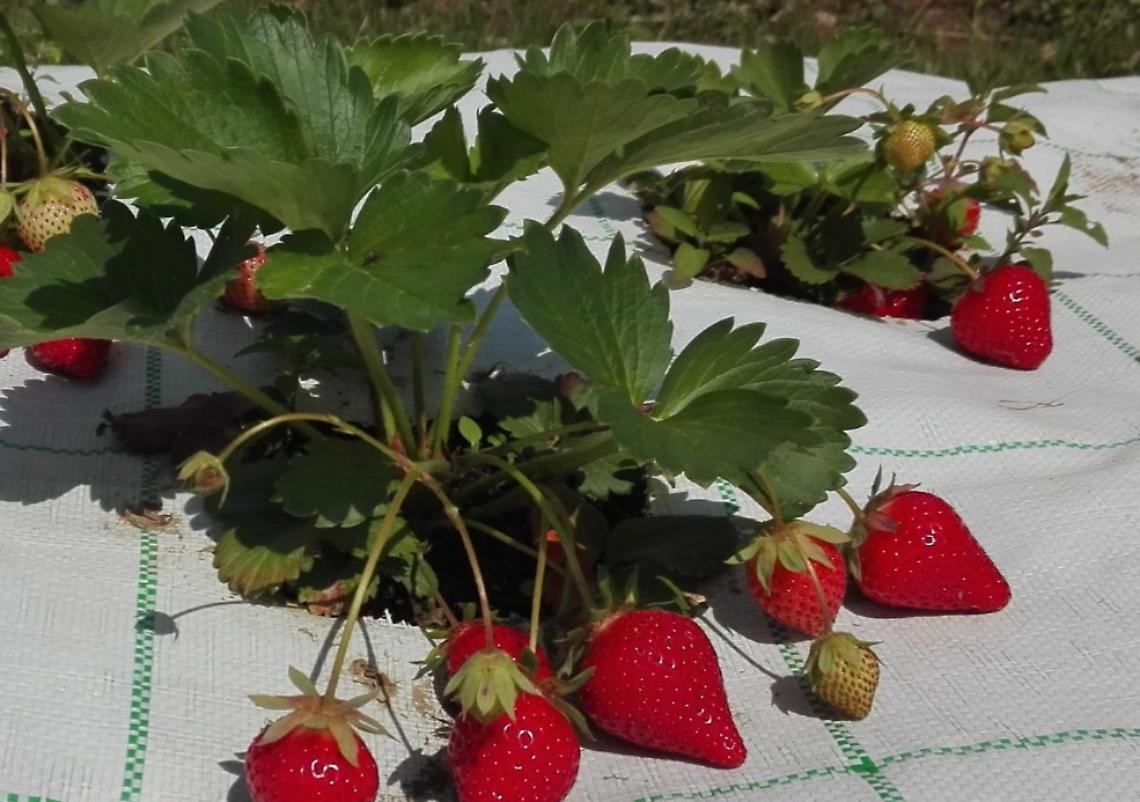 http://www.avantifrutta.it/