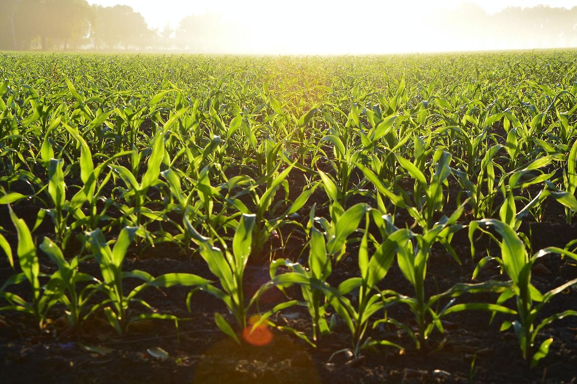 Prorogate le misure UE per bloccare l’import di cereali dall’Ucraina nei 5 Stati confinanti. Negative le conseguenze sul mercato unico