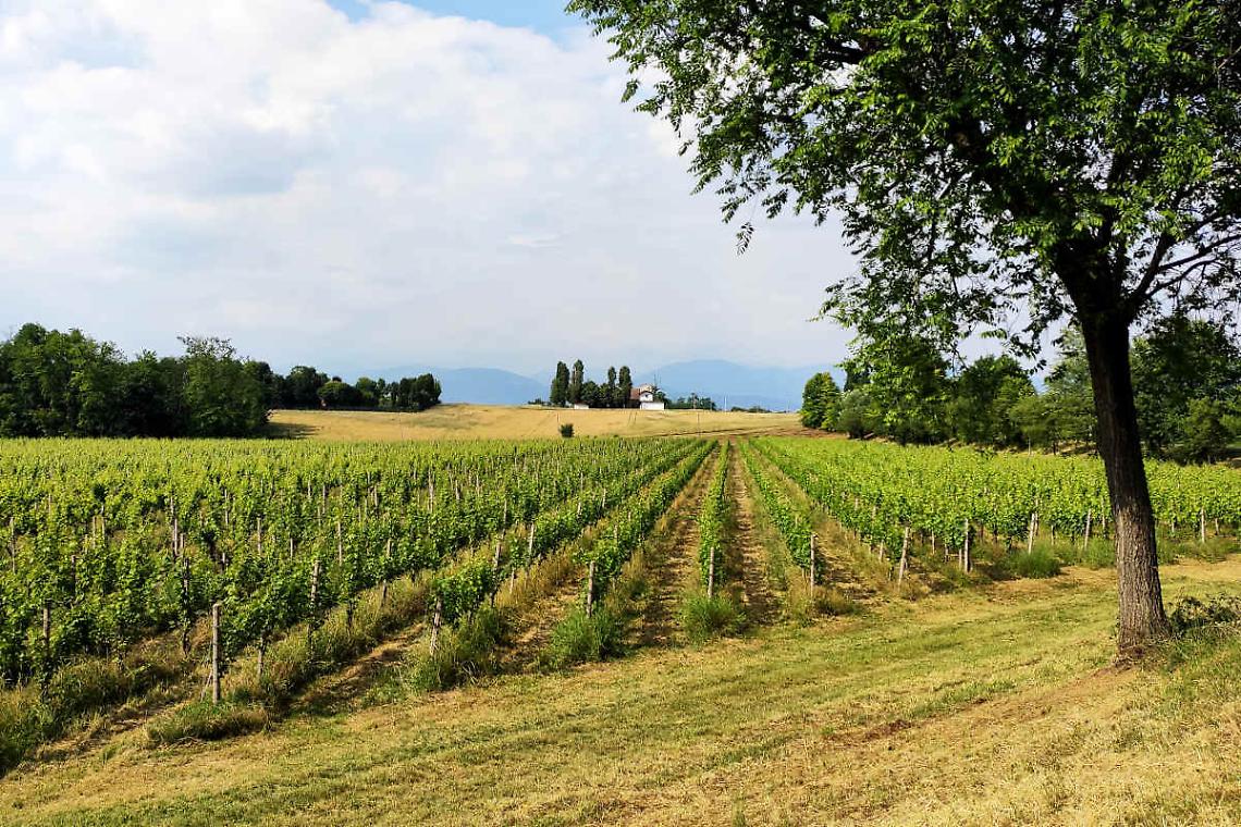 OCM vino 2023/2024, aperte le domande fino al 31 luglio