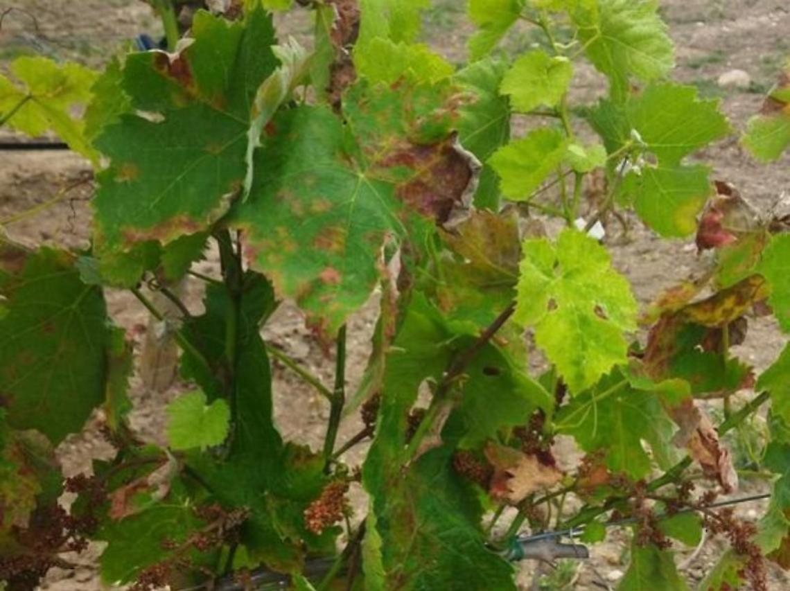 Emergenza pronospora, richiesti interventi urgenti