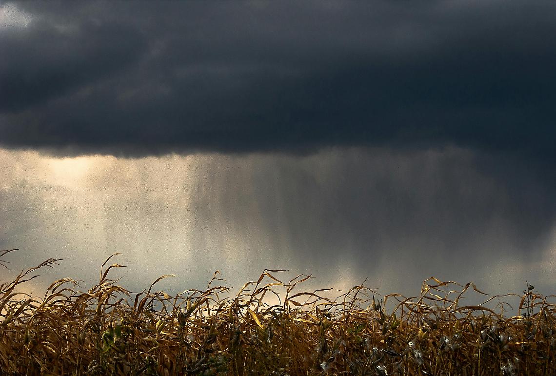 ACQUA E IRRIGAZIONE, CON LE PRECIPITAZIONI STAGIONE «AL SICURO»