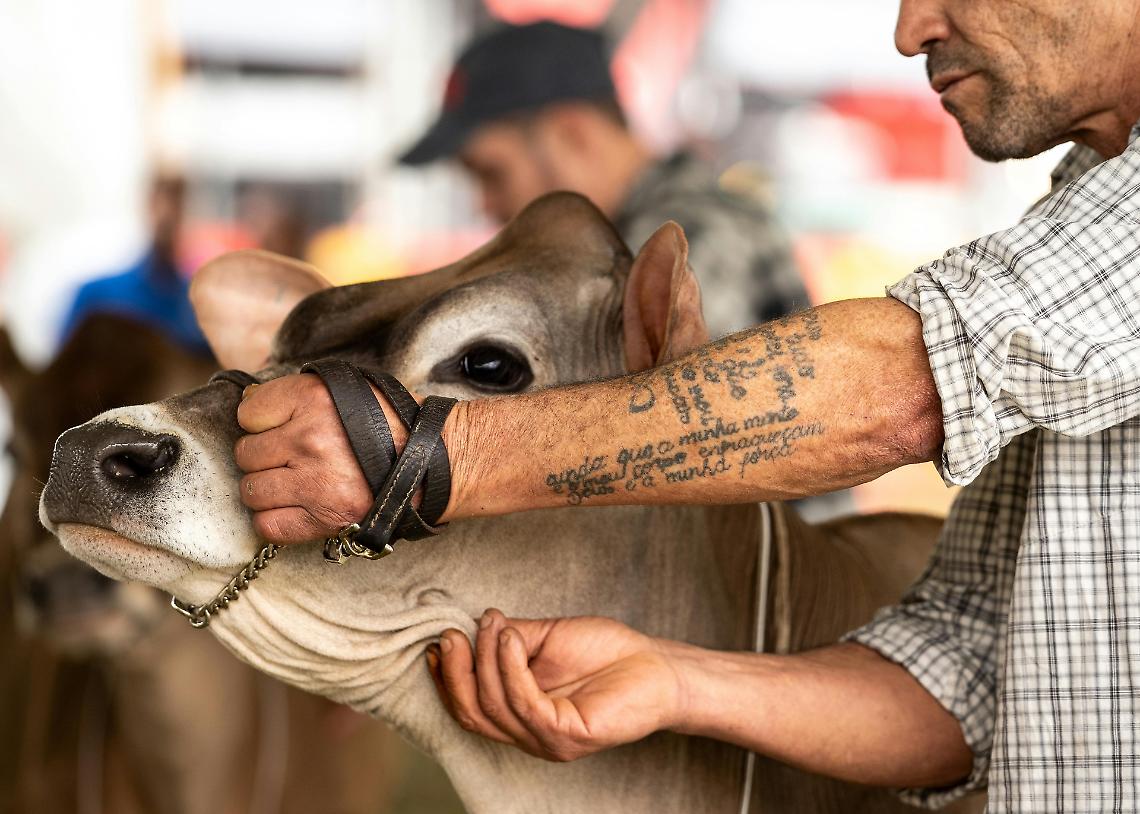 ALLA RONCOLA LA FIERA BOVINA FA IL PIENO: TANTE LE AZIENDE DI GIOVANISSIMI