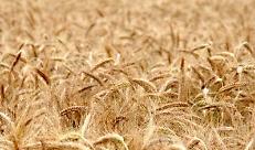 grano_duro_tenero