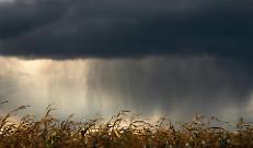 ACQUA E IRRIGAZIONE, CON LE PRECIPITAZIONI STAGIONE «AL SICURO»