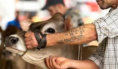 ALLA RONCOLA LA FIERA BOVINA FA IL PIENO: TANTE LE AZIENDE DI GIOVANISSIMI