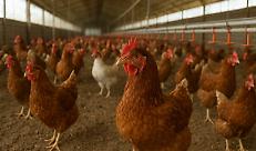 Aviaria, virus a Fontanella. Prevenzione in 34 Comuni