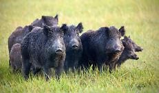 Danni da fauna selvatica: in Regione Lombardia elargiti indennizzi per un valore di 2,4 milioni di euro