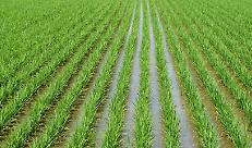 Tea: dal trilogo Ue primo ok al nuovo regolamento