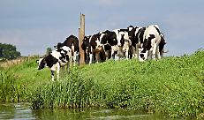 BENESSERE ANIMALE: BENE PROROGA FORMAZIONE OBBLIGATORIA ZOOTECNICA, UN RISULTATO CHE TUTELA LE IMPRESE E SEMPLIFICA LE REGOLE