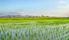 Tea: la sperimentazione &egrave; prorogata dal Parlamento