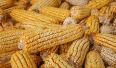 Bergamo, giornate del mais. Rese in ripresa 102 q.li/ha. Ma continua la difficolt&agrave; della produzione nazionale