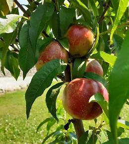Azienda ortofrutticola la Perla "Natura mediterranea "