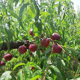 AZIENDA AGRICOLA C'ERA UNA PESCA