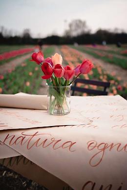 Maddi Flowers Farm - I Tulipani di Maddi