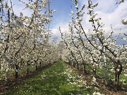 Azienda Agricola il Frutteto 