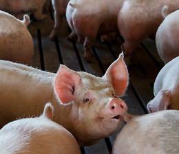 Psa, siamo a nove casi accertati