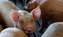Prorogate al 1&deg; dicembre 2023 le misure di controllo negli allevamenti suinicoli