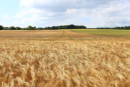Soldi: favorire le nuove tecniche agronomiche e le innovazioni tecnologiche 