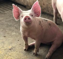 Biosicurezza: pubblicato il secondo bando per la prevenzione della PSA