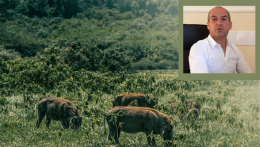 Filippini, contro la PSA, che avanza, siamo tutti allevatori di suini