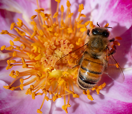 I predatori delle api mellifere stanno invadendo Italia ed Europa