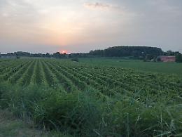 Vino: proroga di tre anni per le autorizzazioni agli impianti vitati 