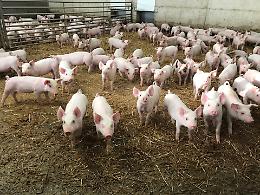 Regione Lombardia ricorda le misure di biosicurezza per gli addetti della filiera suinicola