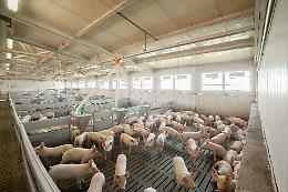 Psa: allentate le restrizioni agli allevamenti di Lodi e Pavia