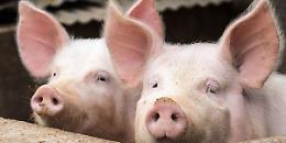 Sorveglianza sanitaria malattia di Aujeszky: cosa cambia in Lombardia