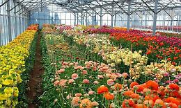 Mattavelli: &laquo;Florovivaismo lombardo in salute, ma occorre un quadro normativo aggiornato&raquo;