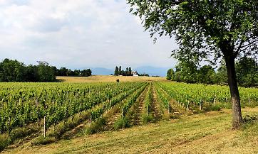 OCM vino 2023/2024, aperte le domande fino al 31 luglio