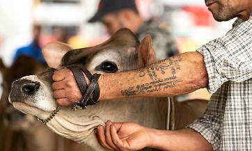 ALLA RONCOLA LA FIERA BOVINA FA IL PIENO: TANTE LE AZIENDE DI GIOVANISSIMI