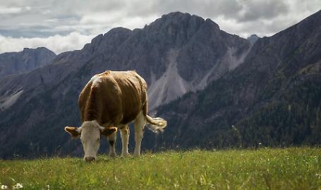Bando SRB 01: sostegno concreto per le aziende agricole di montagna